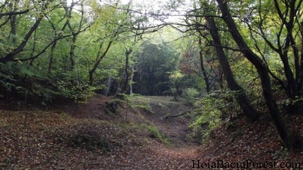 Picture 8 of Mystery of the forest