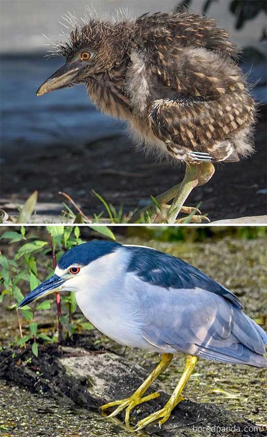 Picture 10 of Naming the birds 'successful puberty' makes everyone surprised