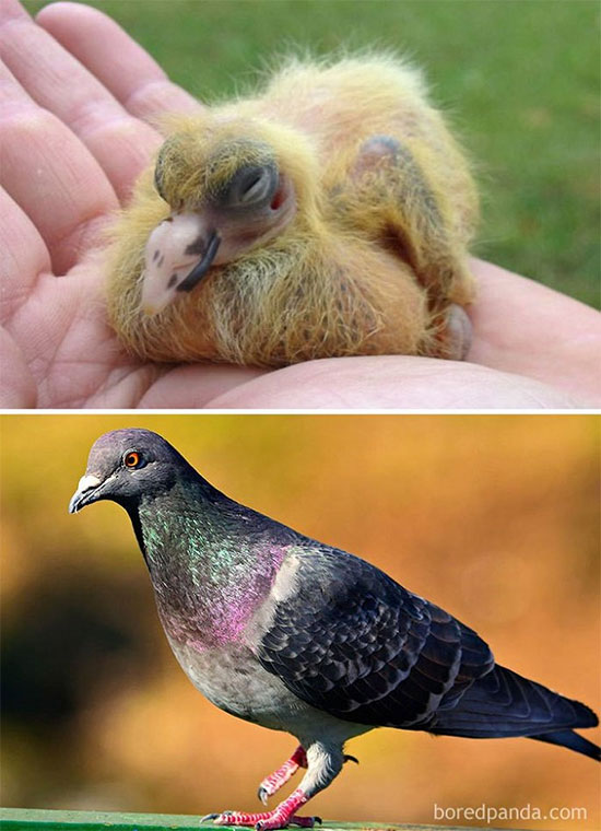 Picture 11 of Naming the birds 'successful puberty' makes everyone surprised