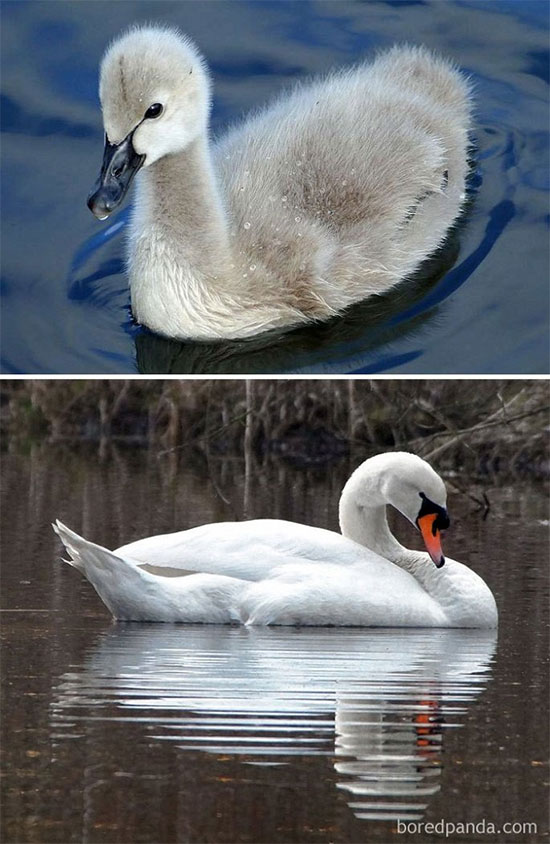 Picture 12 of Naming the birds 'successful puberty' makes everyone surprised