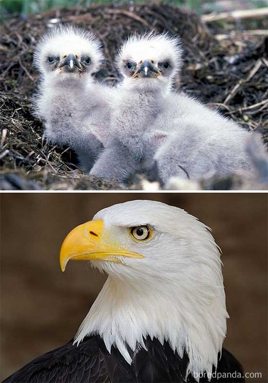 Picture 13 of Naming the birds 'successful puberty' makes everyone surprised