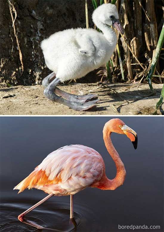 Picture 14 of Naming the birds 'successful puberty' makes everyone surprised