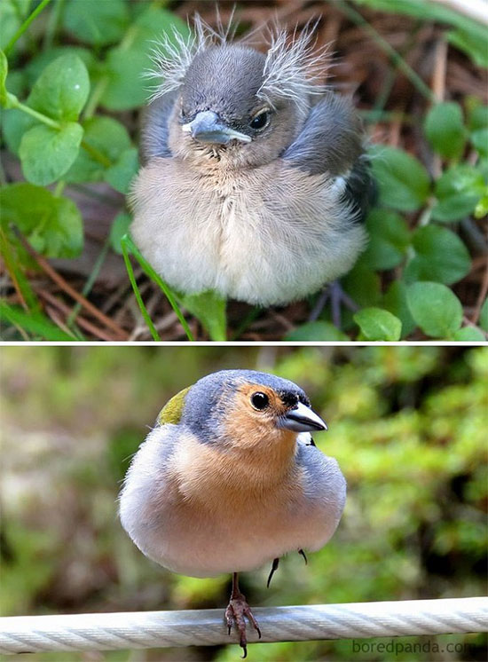 Picture 7 of Naming the birds 'successful puberty' makes everyone surprised