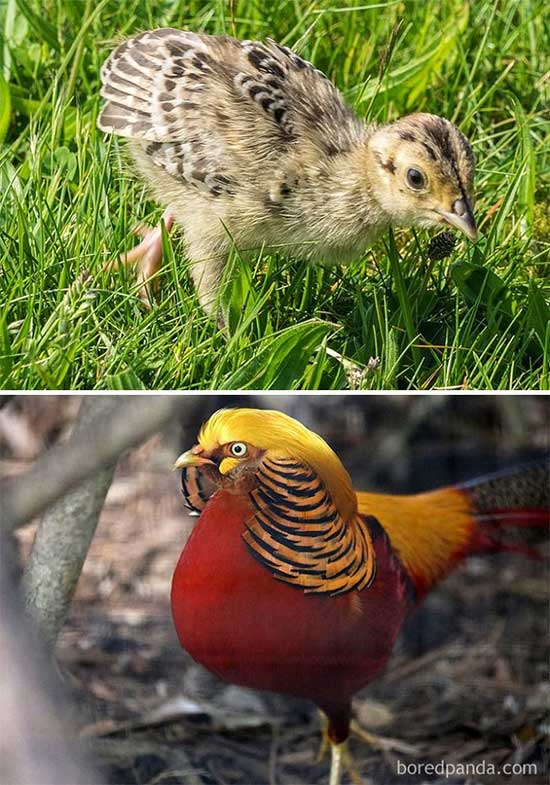 Picture 8 of Naming the birds 'successful puberty' makes everyone surprised