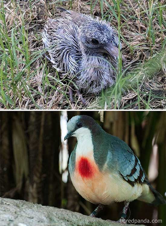 Picture 9 of Naming the birds 'successful puberty' makes everyone surprised