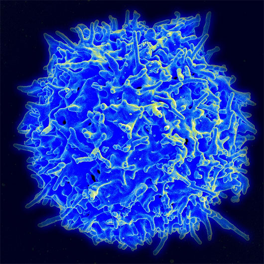 Nanoparticles provide 3 drugs at the same time images 1