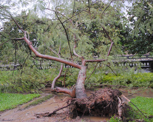 Picture 10 of Nari storm devastated the Central region
