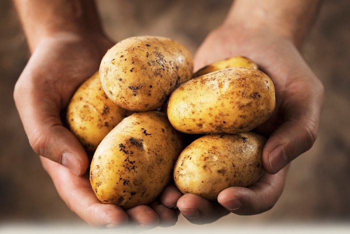 Picture 1 of NASA cooperates with Peru to implement a potato planting project in the Mars environment