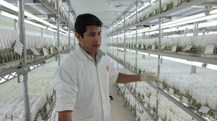 Picture 2 of NASA cooperates with Peru to implement a potato planting project in the Mars environment
