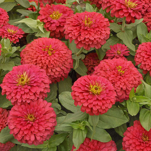 Picture 1 of NASA grows chrysanthemum flowers in the universe