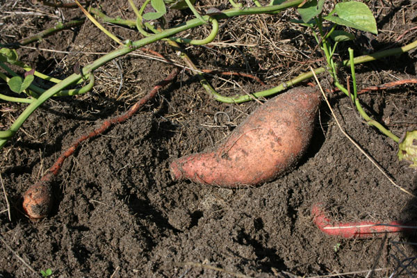 Picture 1 of NASA grows sweet potatoes on the universe