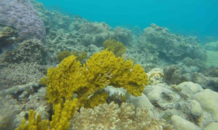Picture 1 of NASA launches the world's largest coral reef protection project