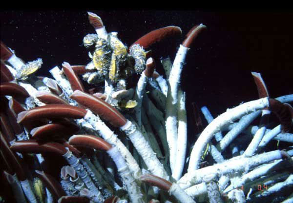 Picture 3 of NASA will study the Hawaii sea volcano to find ways to hunt aliens