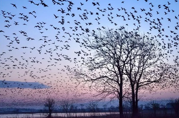 Picture 12 of National Geographic announced the most impressive photos of 2015