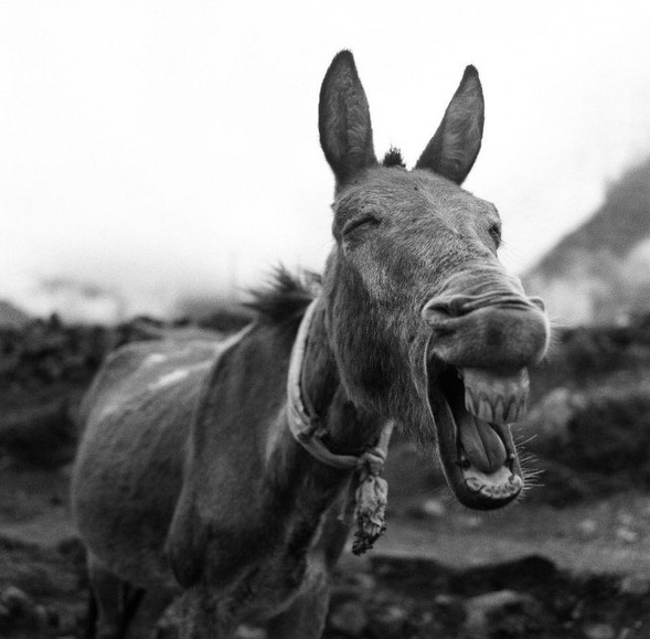 Picture 13 of National Geographic announced the most impressive photos of 2015