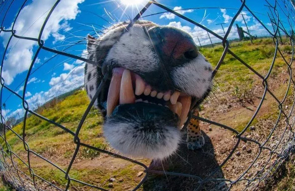Picture 16 of National Geographic announced the most impressive photos of 2015
