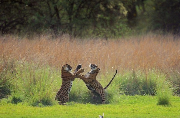Picture 19 of National Geographic announced the most impressive photos of 2015