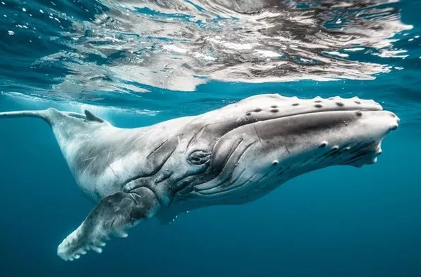 Picture 20 of National Geographic announced the most impressive photos of 2015