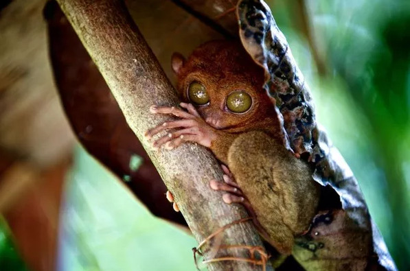Picture 4 of National Geographic announced the most impressive photos of 2015