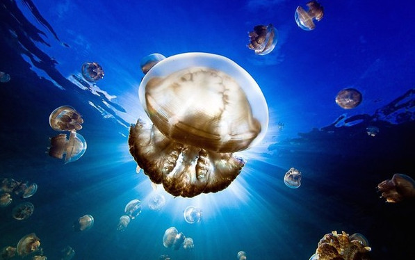 Picture 5 of National Geographic announced the most impressive photos of 2015