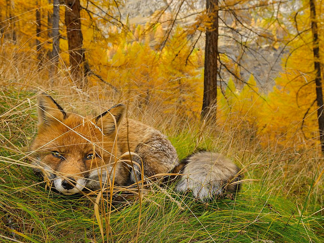 Picture 11 of National Geographic top 20 Photo of The Day 2015