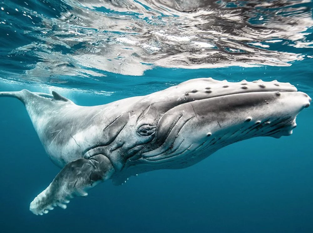 Picture 13 of National Geographic top 20 Photo of The Day 2015