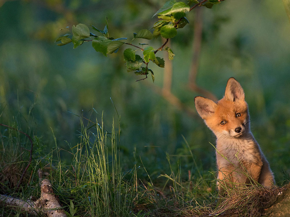 Picture 15 of National Geographic top 20 Photo of The Day 2015