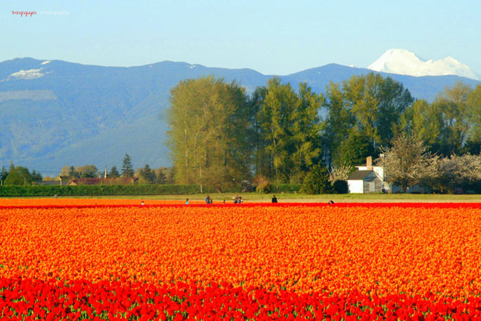 Picture 1 of Natural beauty of four seasons in Washington state