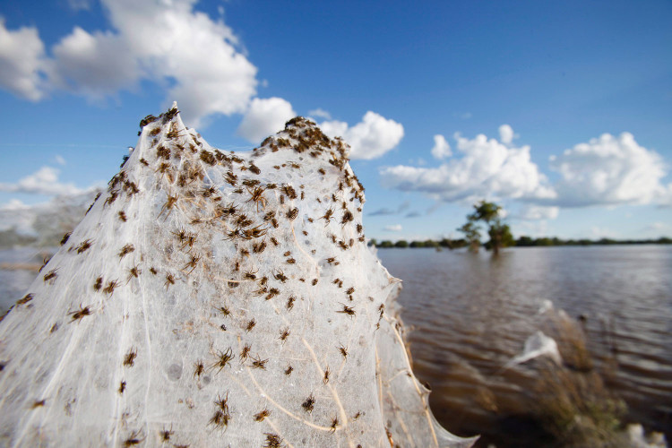 Picture 1 of Natural disasters must also be defeated by the intelligence of spiders in Australia