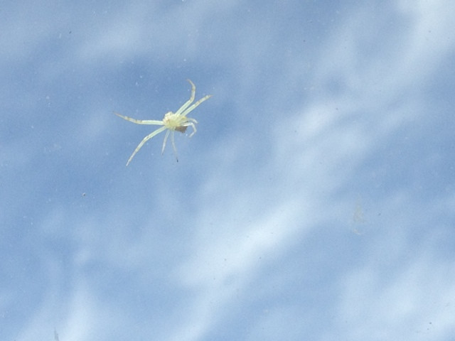 Picture 2 of Natural disasters must also be defeated by the intelligence of spiders in Australia