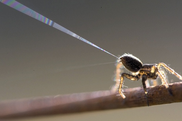 Picture 3 of Natural disasters must also be defeated by the intelligence of spiders in Australia