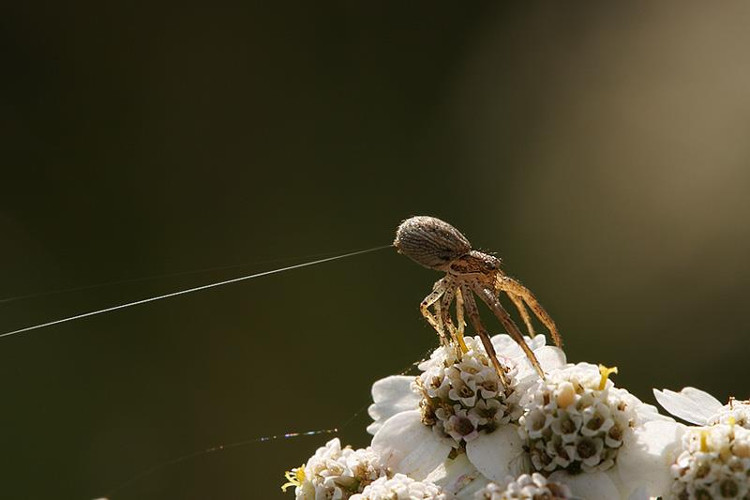 Picture 4 of Natural disasters must also be defeated by the intelligence of spiders in Australia