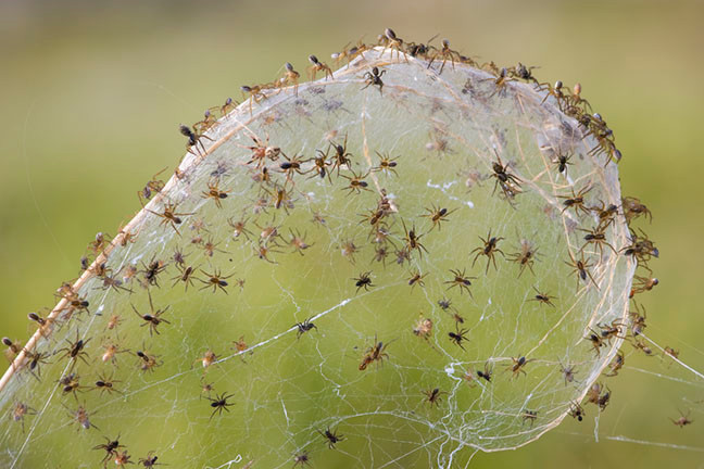 Picture 5 of Natural disasters must also be defeated by the intelligence of spiders in Australia