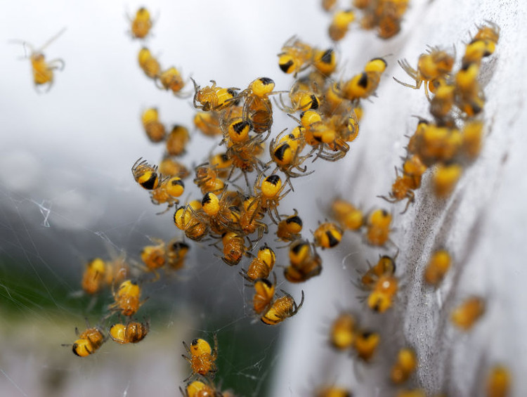 Picture 6 of Natural disasters must also be defeated by the intelligence of spiders in Australia