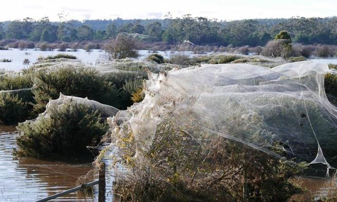 Picture 7 of Natural disasters must also be defeated by the intelligence of spiders in Australia