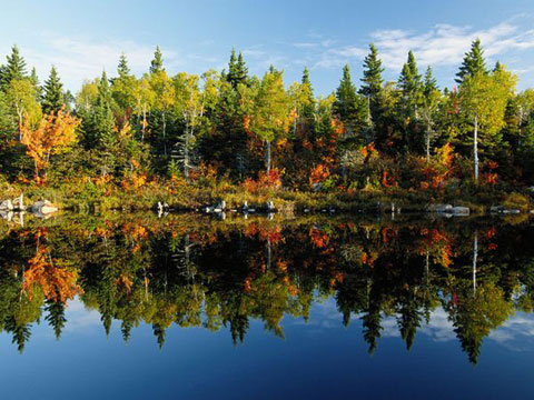 Picture 1 of Nature in the lake