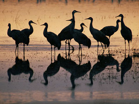 Picture 4 of Nature in the lake