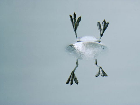 Picture 7 of Nature in the lake