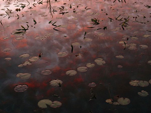 Picture 8 of Nature in the lake