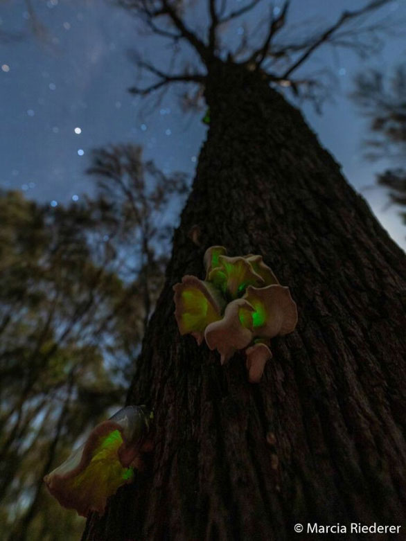 Picture 10 of Nature is intense and peaceful in the Australian photography competition