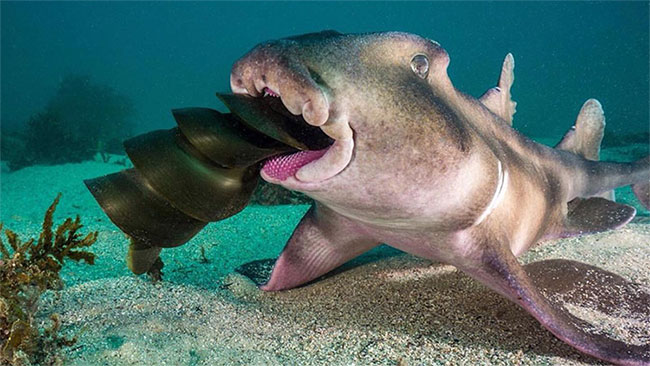 Picture 11 of Nature is intense and peaceful in the Australian photography competition