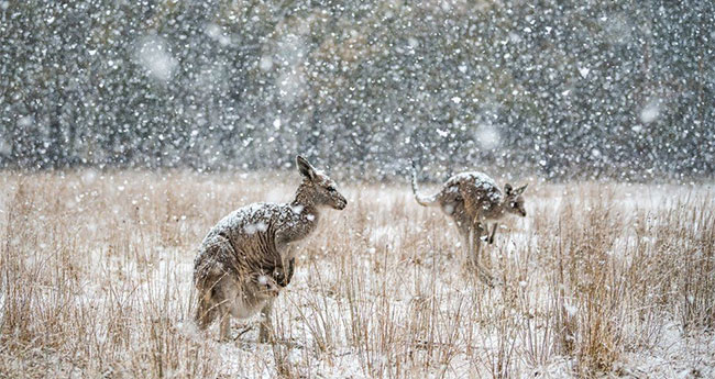 Picture 5 of Nature is intense and peaceful in the Australian photography competition