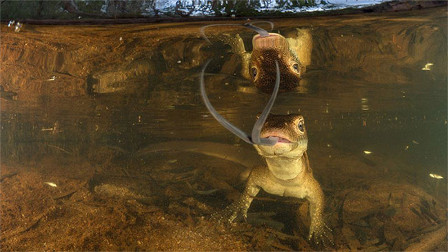 Picture 7 of Nature is intense and peaceful in the Australian photography competition