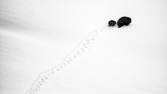 Picture 8 of Nature is intense and peaceful in the Australian photography competition