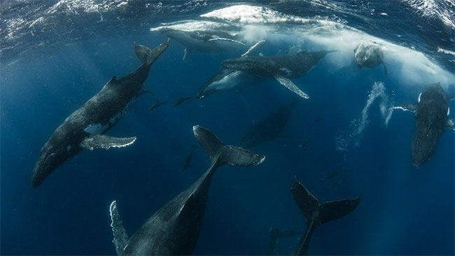 Picture 9 of Nature is intense and peaceful in the Australian photography competition