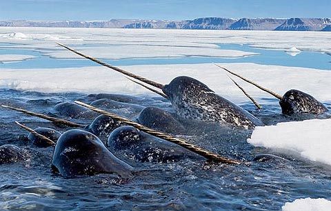 Picture 2 of Nature of the icy region