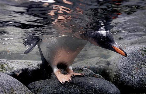Picture 7 of Nature of the icy region