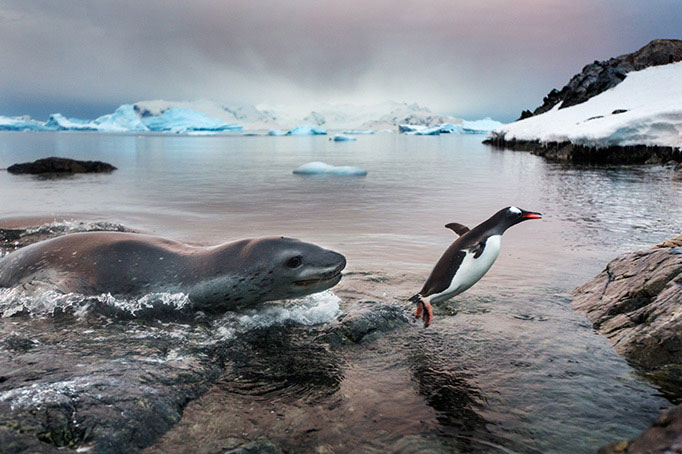 Picture 1 of Nature photos won the Big Picture award