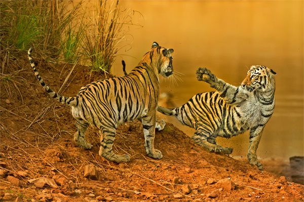 Picture 10 of Nature photos won the Big Picture award