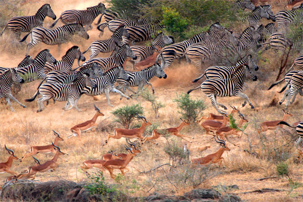 Picture 11 of Nature photos won the Big Picture award